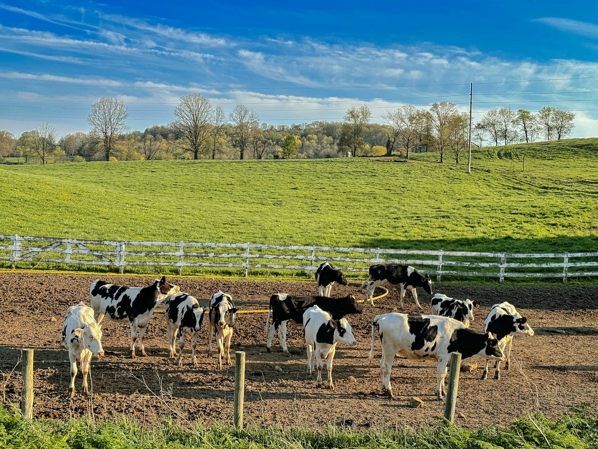 A herd of cattle standing across a dry open field at dusk