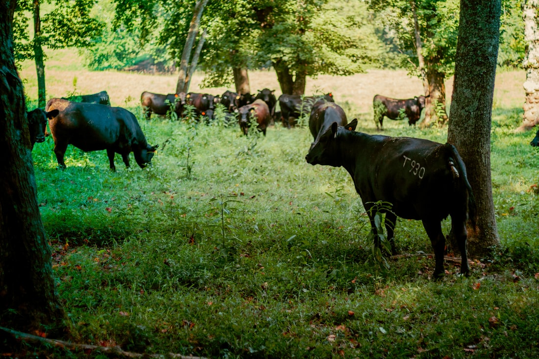 Cattle grazing on a green hillside in soft afternoon light