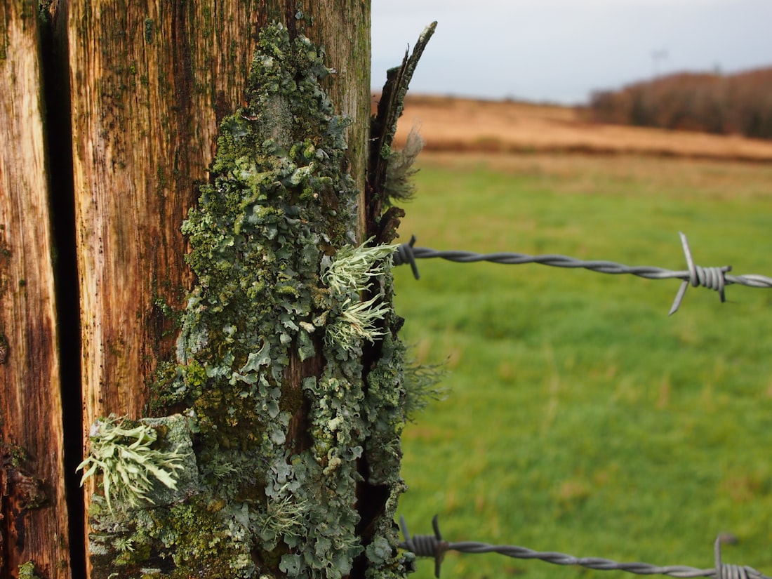 Weathered timber fence post detail, lichen on aged wood