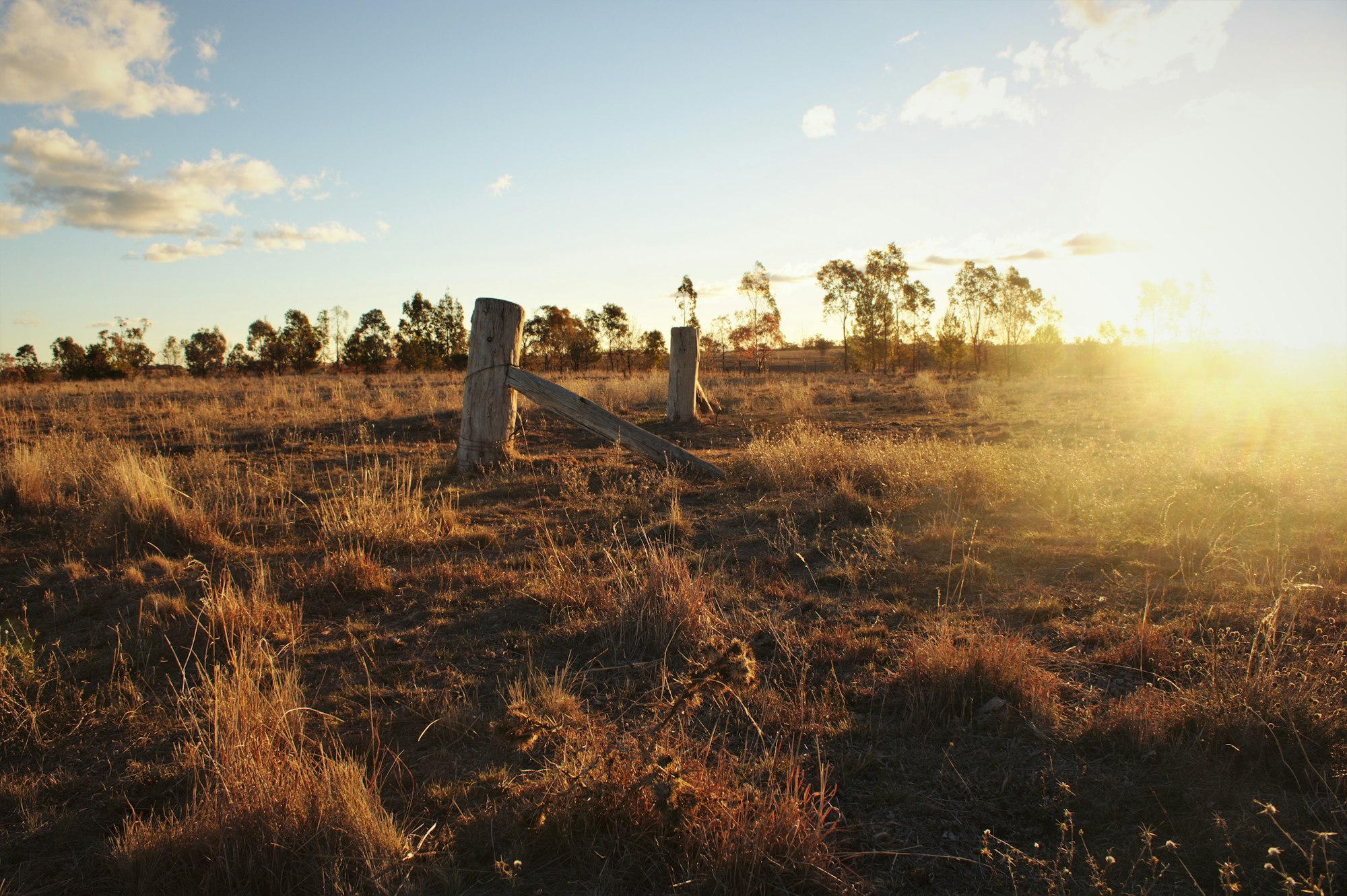 Sweeping dry grassland of the Riverina plains