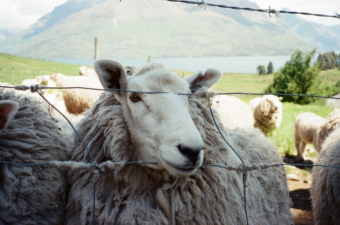 Sheep beside a fence line in an open paddock